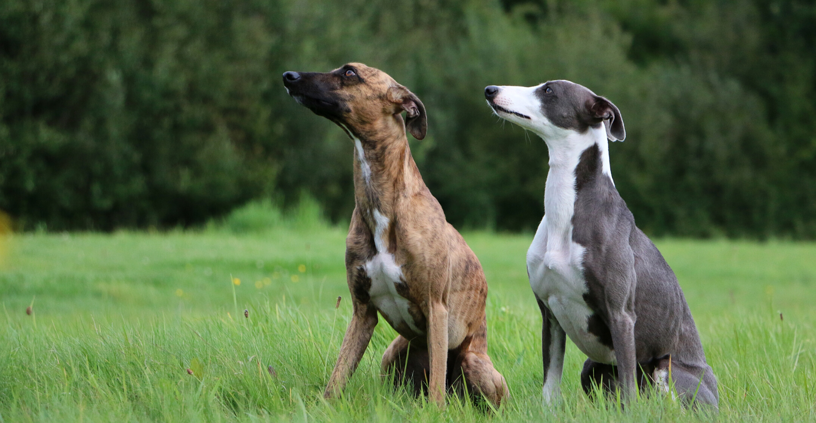 Greyhounds Fast, Fun and At Risk for Arthritis